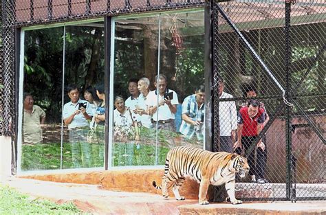 Zoo taiping & night safari. Welcome Back! Taiping Zoo And Night Safari Has Now ...