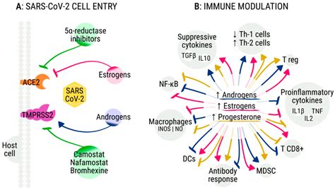 Cancers Free Full Text Sex Hormones And Hormone Therapy During