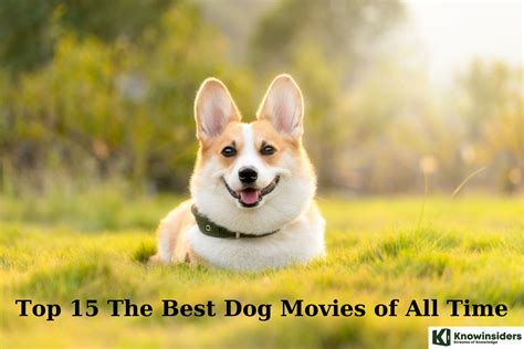 Top 15 The Best Dog Movies Of All Time To Watch Knowinsiders
