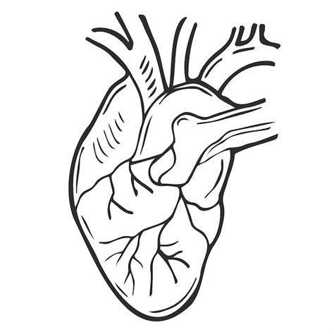 Premium Vector Doodle Human Heart Anatomical Realistic Heart Icon