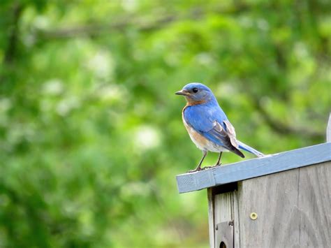 Duke Farms | Bluebird Briefing 2018