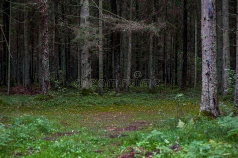 Forest With Moss And Trees Around Lithuania Stock Photo Image Of