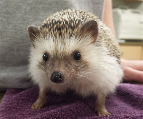 Hedgehog Husbandry and Preventative Healthcare - Stahl Exotic Animal ...