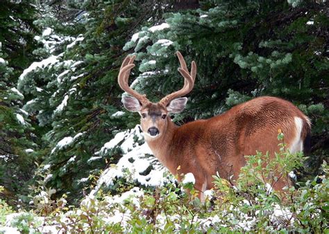 9 Animals Who Literally Cant Live Without Their Christmas Trees