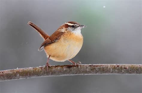 15 Small Brown Birds With Long Beaks Inc Awesome Photos Birds Advice