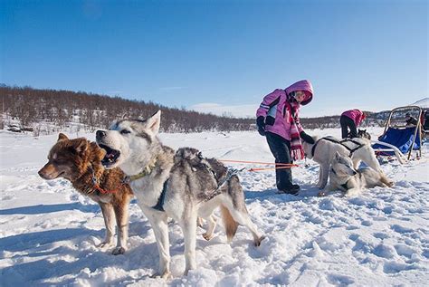 Top 6 Arctic Adventures In Swedish Lapland Go Dog Sledding Fun