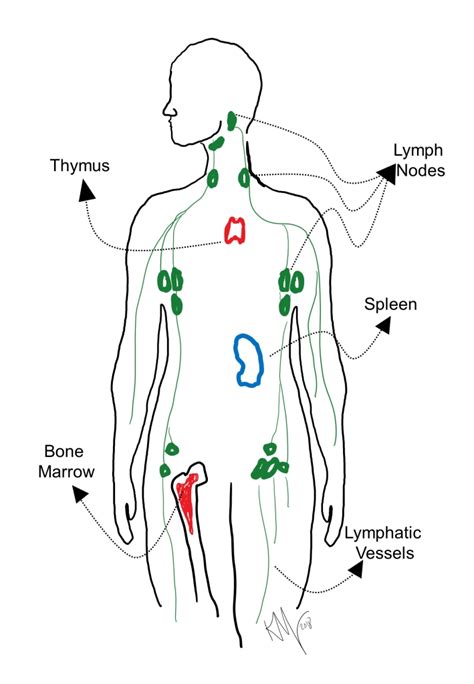 Lymphatic System Organs And Tissue