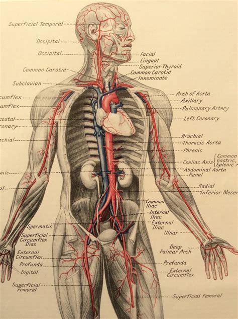 Vintage Human Anatomy 1950s Bookplate Print Medical Diagram Etsy