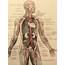 Vintage Human Anatomy 1950s Bookplate Print Medical Diagram  Etsy