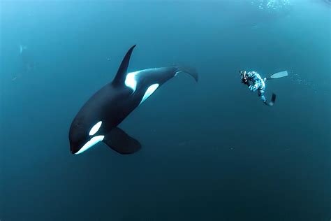 Orca And Humpback Whales Arctic Freediving
