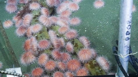 Bcs Pink Sea Urchins Moving To Shallower Waters Due To Climate Change
