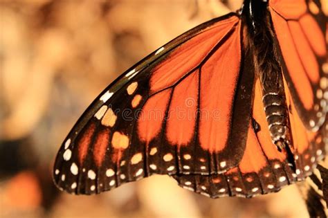 Monarch Butterfly Wing Stock Photo Image Of Wing Close 69848886