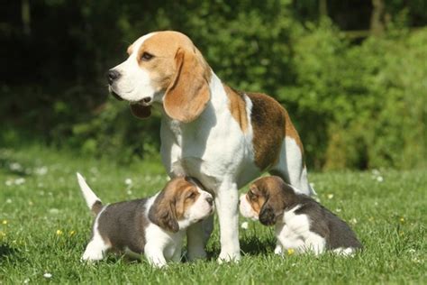 Beagle Dogs Breed Facts Information And Advice Pets4homes