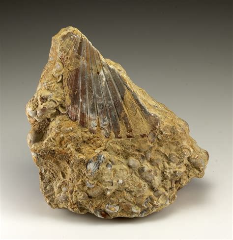 Marine Fossils In Mudstone Minerals For Sale 3332707