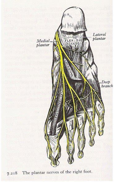 Nerves Of The Plantar Foot