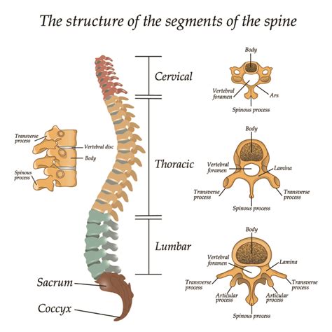 Spinal Cord Injuries Non Traumatic Nursing Ceu Aota Ceufast