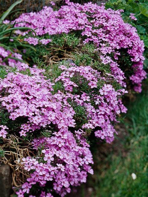 Creeping Phlox Ground Cover Pink White Purple Red And