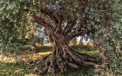 Olive Tree Wallpaper 44395 Baltana