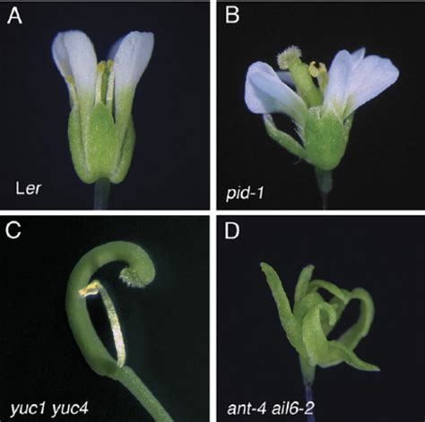 Flowers Of Arabidopsis Wild Type Plants And Mutants Disrupted In Auxin