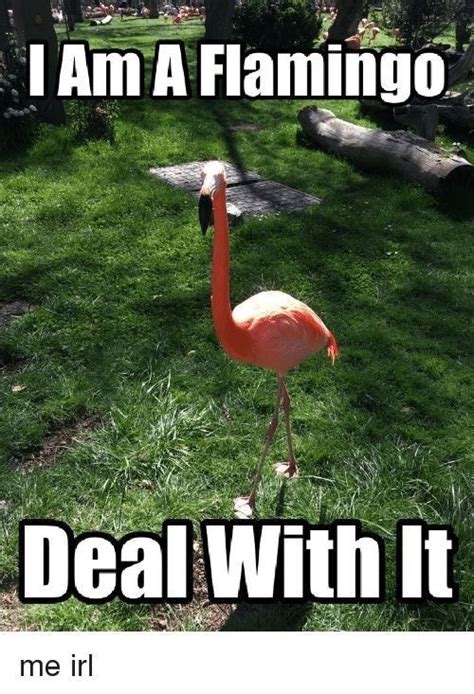Flamin Hott Flamingo Memes Flamingo Flamingos Quote Funny Flamingo