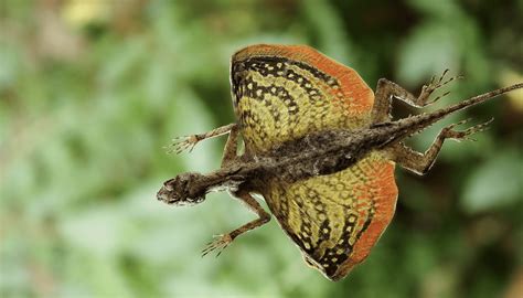 Flying Dragon Lizard A True Gliding Reptile Australian Geographic