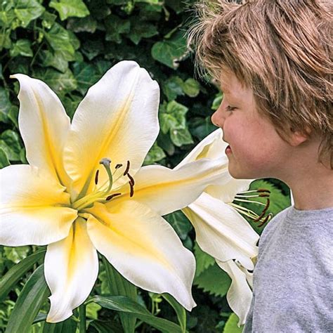 lily bulbs fragrant big brother giant hybrid lilies