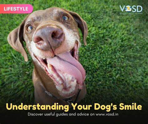 Pet Owners Guide What Does Your Dogs Smile Mean Vosd