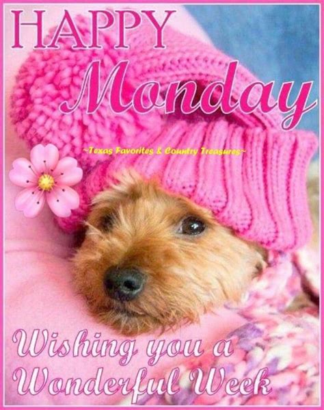 Monday Good Morning Animals Dogs 24781 Happy Monday Morning Good