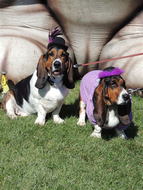 Bassets continued to achieve very. Basset Waddle 2012 in Dwight Illinois | Basset hound, Cute animal pictures, Lap dogs