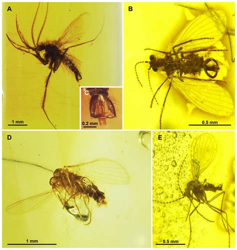 Moth Flies And Sand Flies Diptera Psychodidae In Cretaceous Burmese Amber Peerj