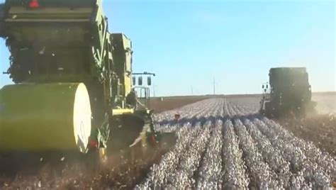 Kansas Cotton On The Rise More Farmers Investing In The Crop Ksnt News