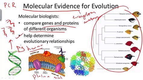 Molecular Evidence For Evolution Youtube