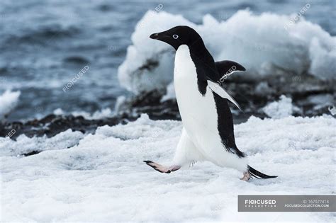 Adelie Penguin Running On Snow — Live Outside Stock Photo 167577414