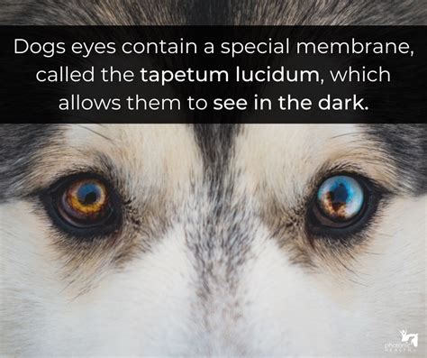 Dogs Photonichealth Dogs Dog Eyes Tapetum Lucidum