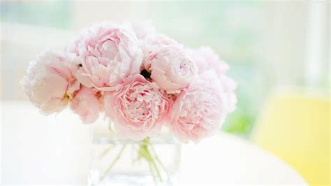 Vintage Pink Peony Wallpapers Top Free Vintage Pink Peony Backgrounds