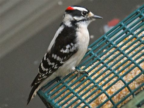 North Carolina Mountain Birds Downy Woodpecker