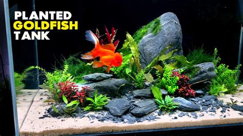 Aquascape Tutorial Fancy Goldfish Planted Aquarium How To Step By