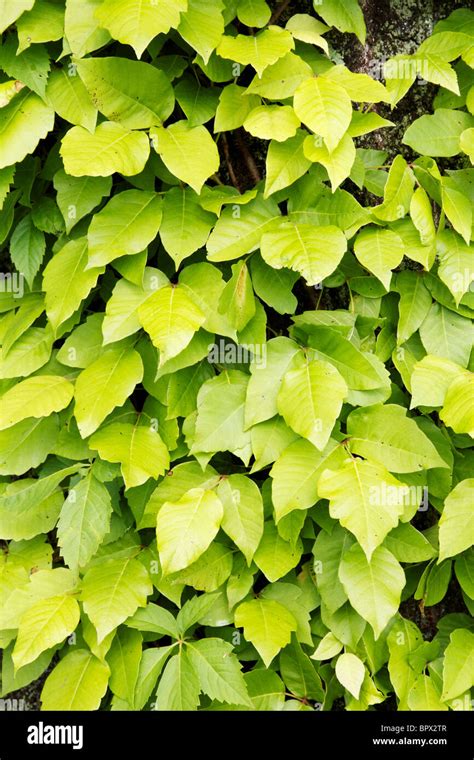 Poison Ivy Vine Hi Res Stock Photography And Images Alamy