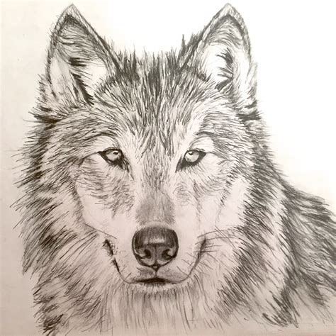Wolf Drawing — Steemit