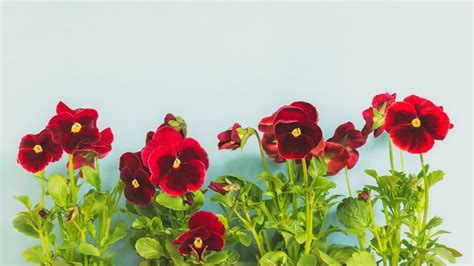 How To Grow Pansies For Beautiful Blooms