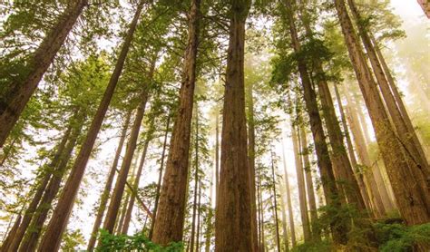 Amazing Facts About Redwood Trees Adequate Travel
