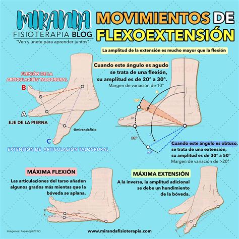 Flexo extensión y complejo articular del tobillo