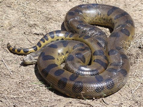La Anaconda Verde O Común Eunectes Murinus Es Una Especie De