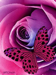 24 Gifs Lindas Mariposas | Gifmaniacos.es