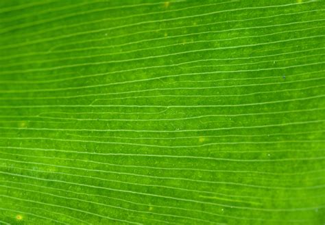 Palm Leaf Texture Green Leaf Texture