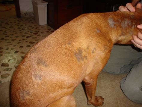 Demodectic Mange Is Possible In A Dog With Bald Spots Ask A Vet
