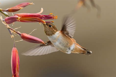 Photography Of Brown And White Humminbird Hummingbird Selasphorus