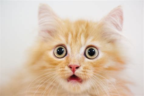 The Best Funny Cat Faces Thatll Make Your Day
