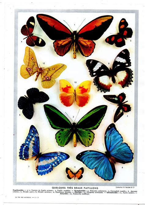 Original French Larousse Print Lithograph Butterflies 1920s Book Plate