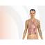 Human Body Anatomy Backgrounds  Health Medical Templates Free PPT